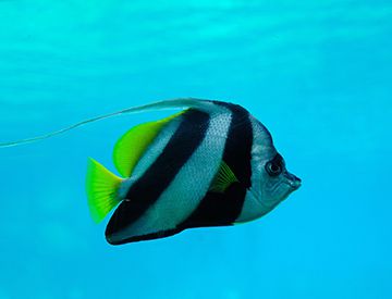 鱼会不会睡觉？