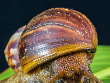 世界上最大的蜗牛是什么？