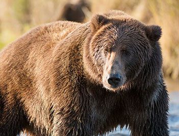 世界上最大的熊是什么？