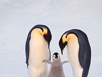 世界上最大的企鹅是什么？