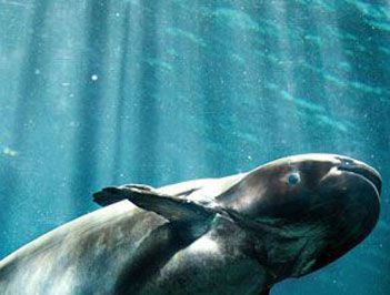 世界上最大的淡水鱼是什么？