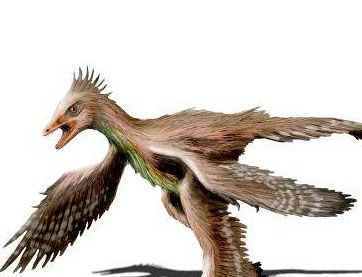 世界上翅膀最多的鸟是什么？