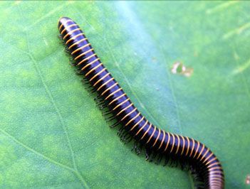 世界上脚最多的动物是什么？