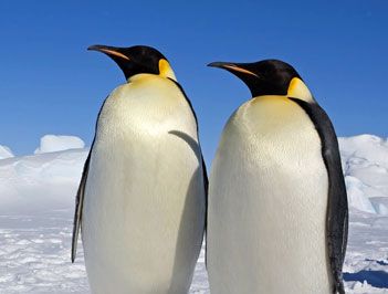 世界上最耐寒的鸟是什么？