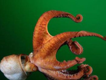 世界上最大的章鱼是什么？