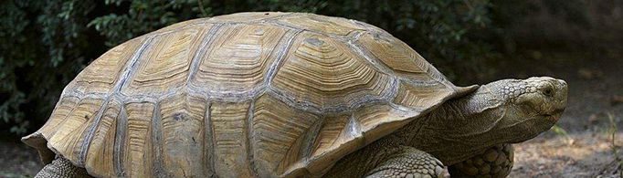 乌龟真的能活一万年吗？