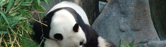 大熊猫交配的时候要看毛片，是真的吗？