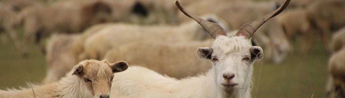 为什么公山羊也能产奶？