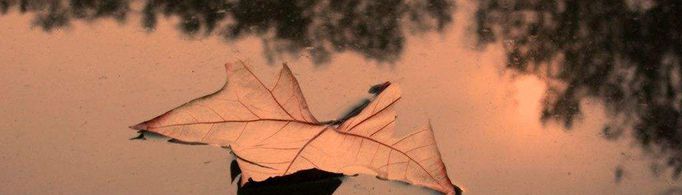 为什么在水面放一片树叶可使水不易洒出？