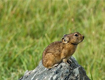 怀孕期最短的哺乳动物是什么？