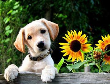 动物也分左撇子右撇子吗？