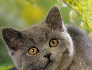 白猫和黑猫能不能生出灰猫？