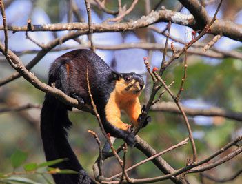 世界上最长的松鼠是什么？