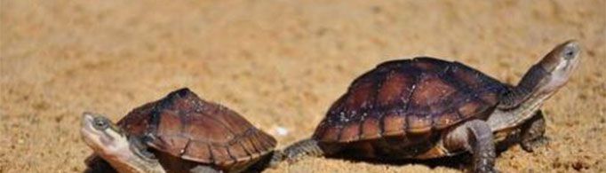 养龟为什么不能养双？