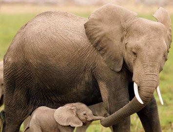 怀孕期最长的哺乳动物是什么？