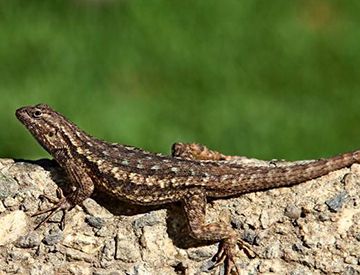 壁虎断尾后可以长出和原来一样的尾巴吗？