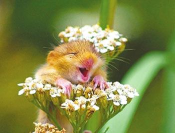 世界上冬眠时间最长的动物是什么？