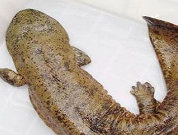 世界上最大的两栖动物是什么？