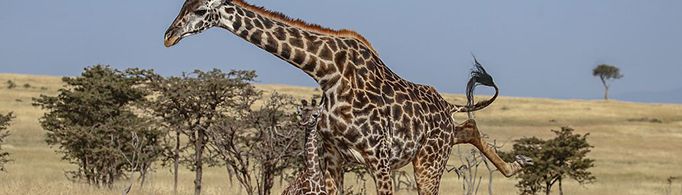 长颈鹿的战斗力有多强？