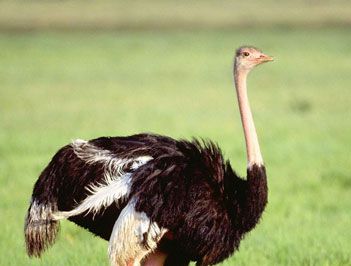 世界上产蛋最大的鸟是什么？