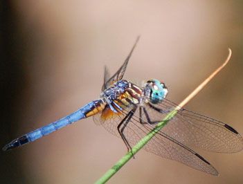 世界上眼睛最多的昆虫是什么？