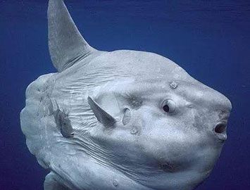 世界上产卵最多的鱼是什么？