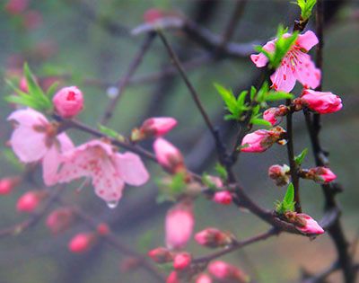 桃花什么时候开？