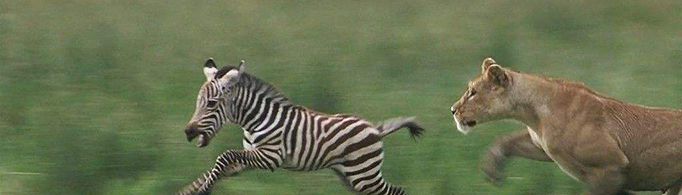 野生动物如果不饿会不会杀死猎物？