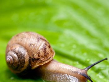 世界上牙齿最多的动物是什么？