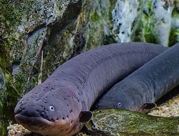 世界上放电能力最强的鱼是什么？