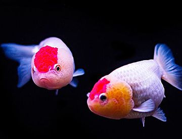 鱼在水里能后退吗？