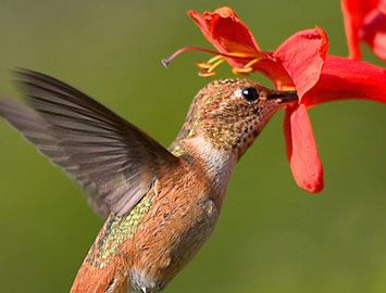 世界上最小的鸟是什么鸟？