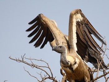 世界上飞得最高的鸟类是什么？