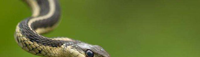 打蛇打7寸真的可行吗？