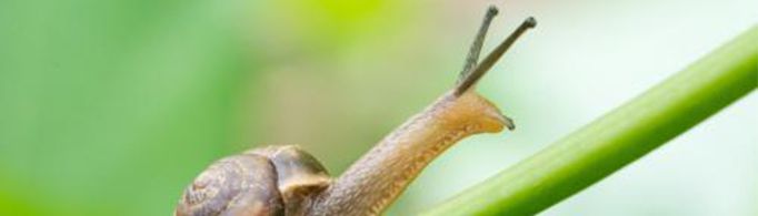 蜗牛壳破损后会不会愈合？