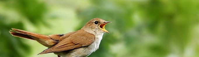 鸟类的叫声也有方言吗？