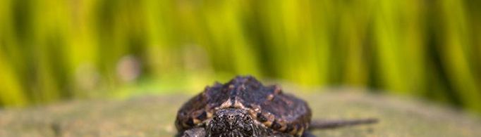 在中国放生小鳄龟可能造成生态灾难吗？