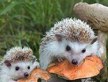 刺猬生下来就有刺吗？