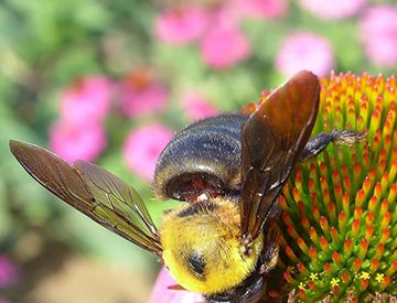 被胡蜂蛰伤会死吗？