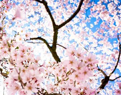 日本樱花什么时候开？