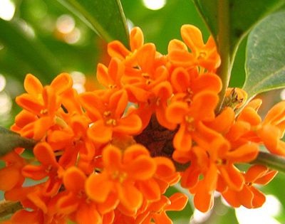 丹桂飘香是什么季节？