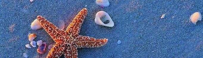 海星都是五角的吗？