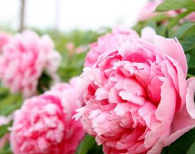 洛阳牡丹花什么时候开？