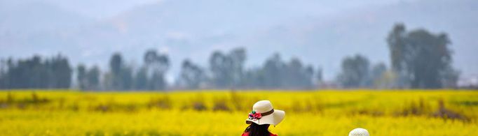 油菜花什么时候开？