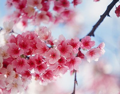 樱花什么时候开花？