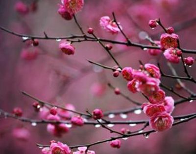 梅花什么时候开？