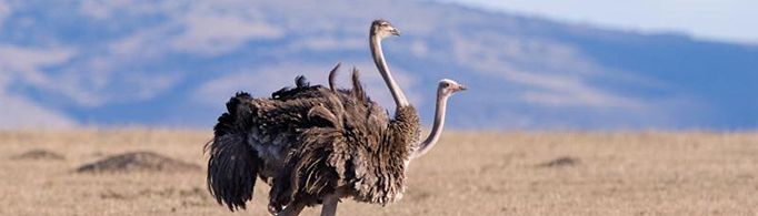 鸵鸟会游泳吗？