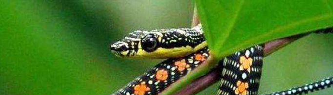 蛇能不能在光滑的玻璃上行走？