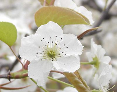 梨花什么时候开？