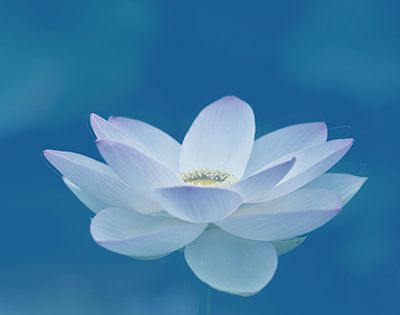 荷花什么时候开？